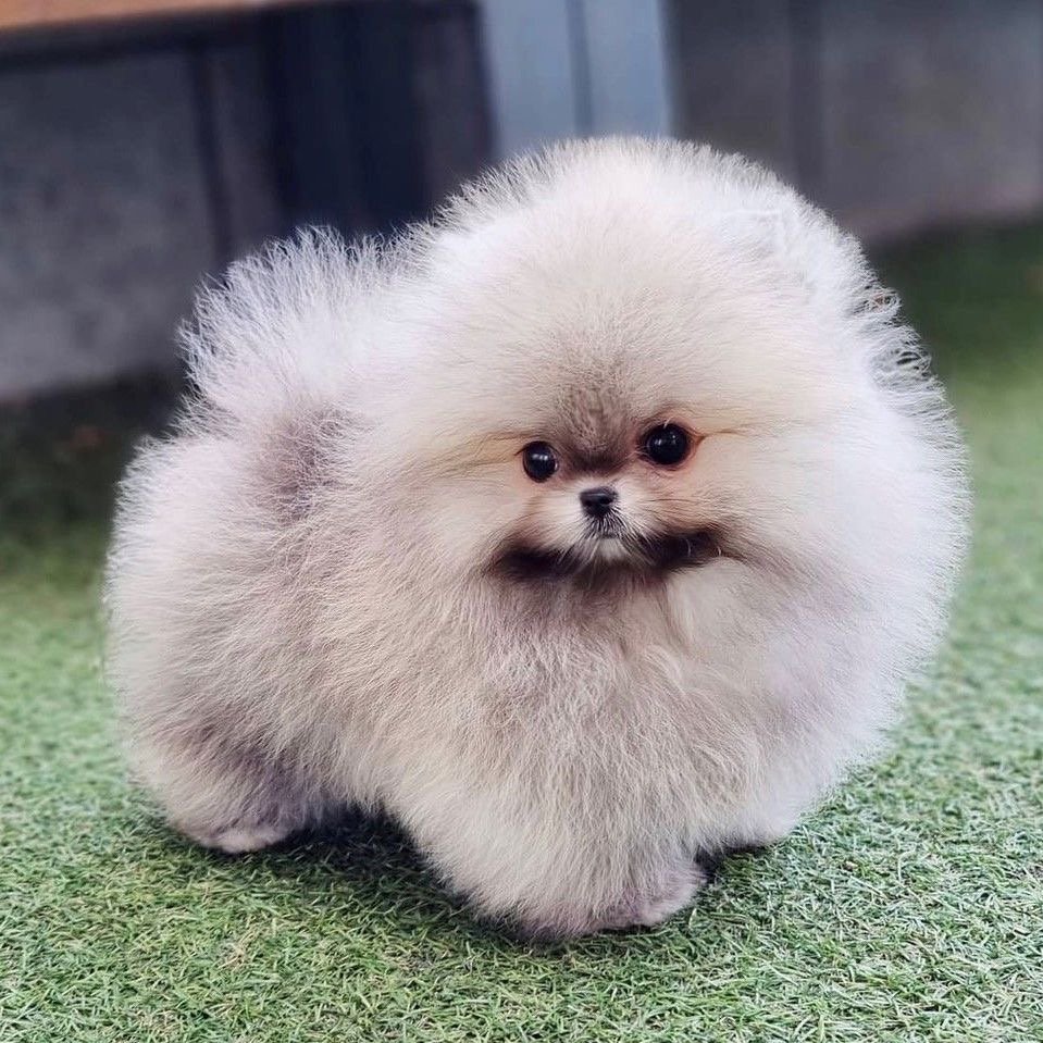 Order Female toy Pomeranian   Puppy from Mumbai